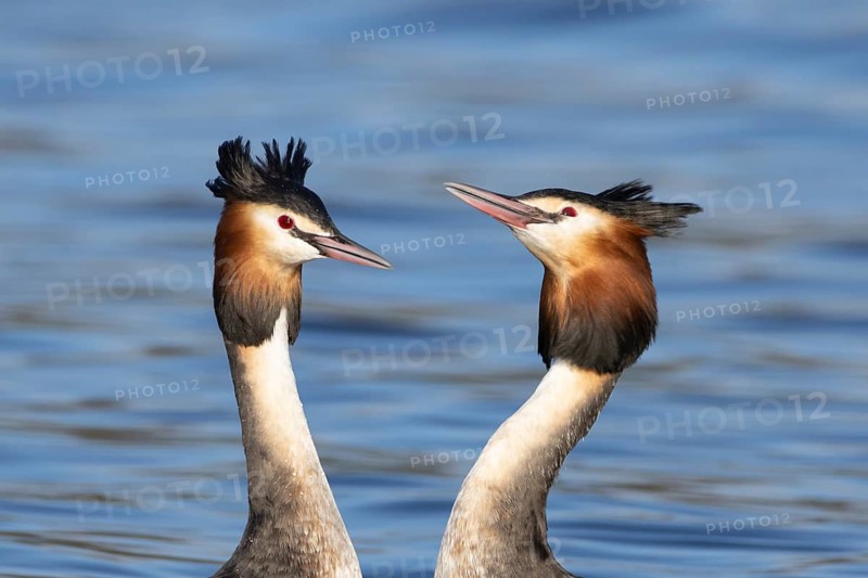 Great crested grebe (Podiceps cristatus) two adult birds performing their love courtship display on a lake in spring, England, United Kingdom
