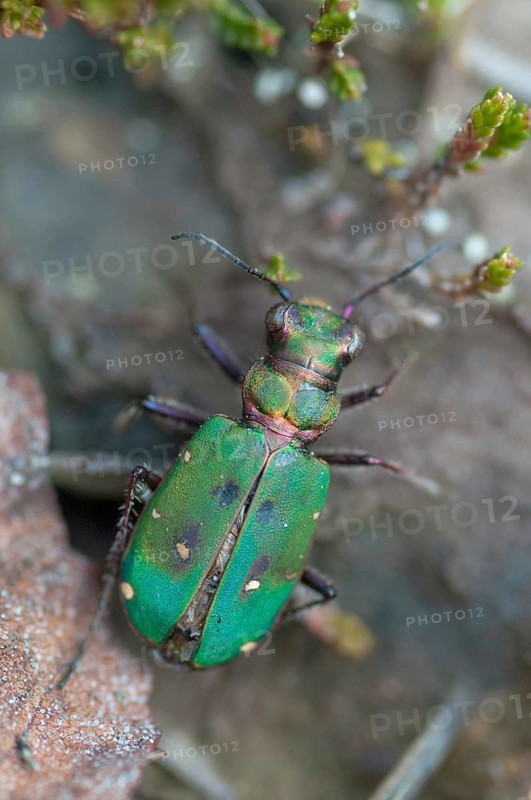 Carabidae, Cicindela campestris, field sandground beetle, sandground beetle, beetle, Coleoptera, arthropods, green tiger beetle, high size, vertical format, insects, beetles, ground beetles