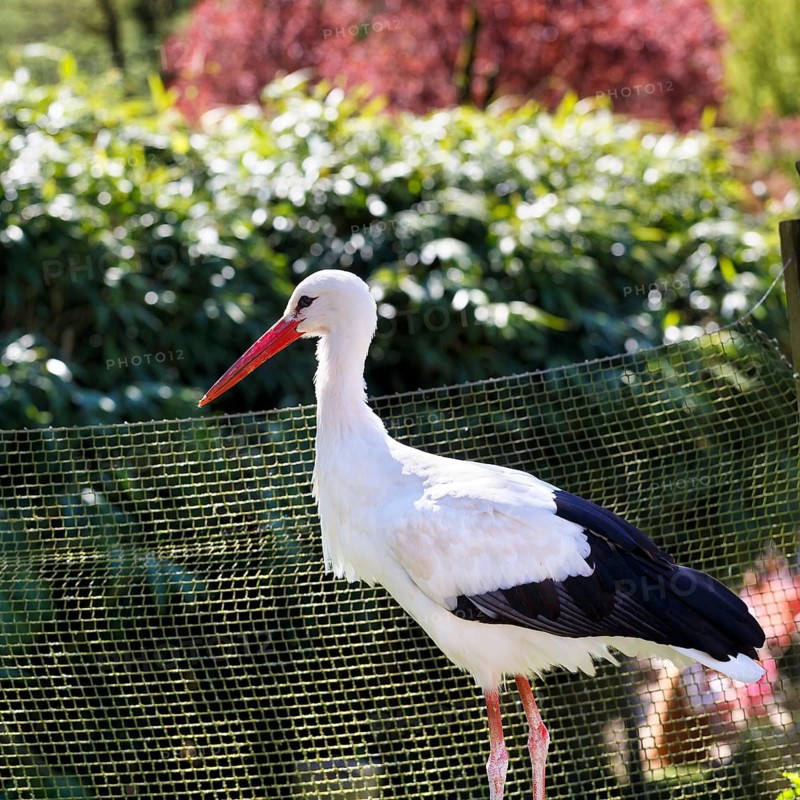 White stork (Ciconia ciconia), in captivity, Heiligenkirchen Bird Park, Adventure Park, Detmold, Germany