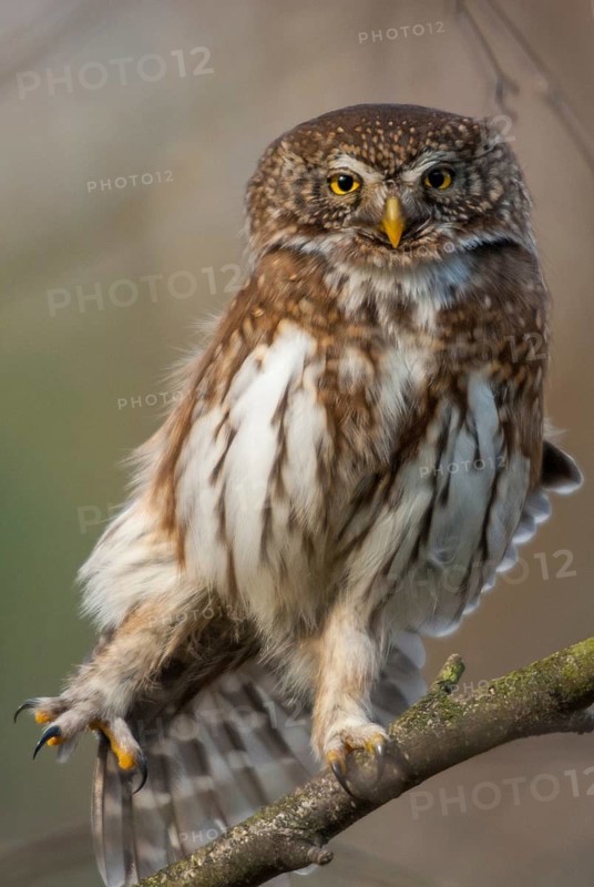 Glaucidium passerinum, pygmy owl, passerine owl, birds, owls, strigiformes, birds