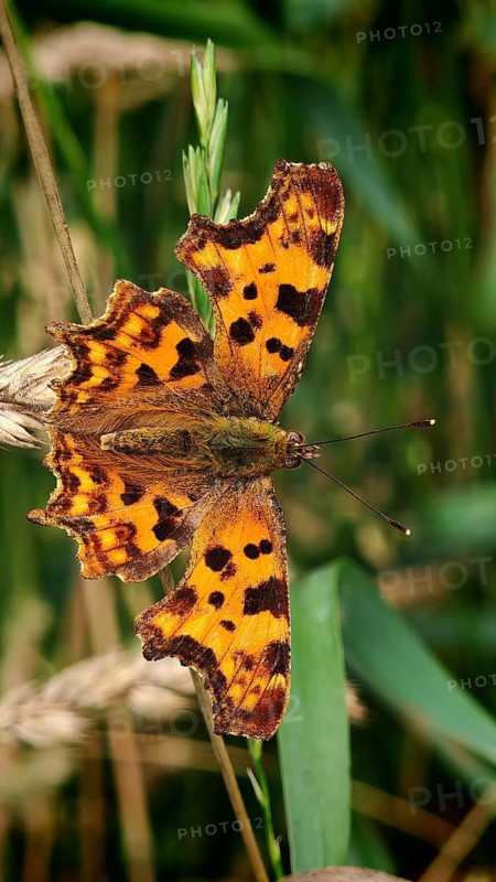 Close-up of an orange-brown butterfly, the C-spotted butterfly (Polygonia c-album), with speckled wings on a plant, Frankenwald nature park Park, Upper Franconia