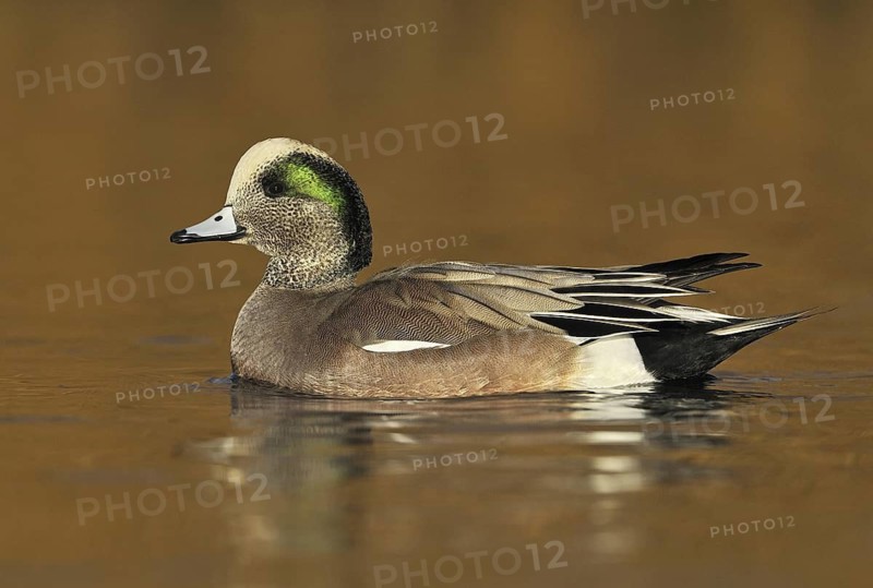 American Wigeon (Mareca americana) male, British Columbia, Canada