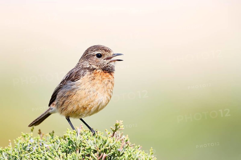 Stonechat (Saxicola rubicola), calling female, Algarve, Portugal