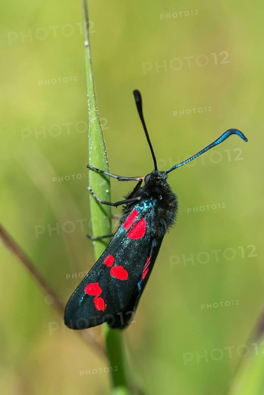Acorn ram, common blood droplet, Granelli, Italy, Pantani Cuba and Longarini, six-spot ram, six-spot burnet, migratory bird sanctuary, Pantani Cuba & Longarini migratory bird sanctuary, zygaena filipendulae, blood droplets, burnet, butterfly, high size, portrait format, insects, Italy, moths, moths, moths, butterfly, Sicily, Foundation for Biodiversity, Widderchen