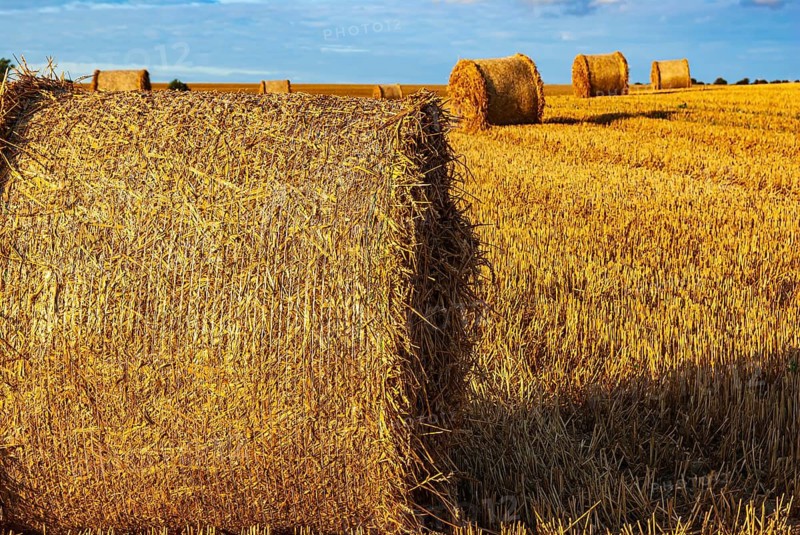 Straw bales on a harvested grain field tell of the end of summer in the countryside near Demmin, Mecklenburg-Western Pomerania, Germany. Straw Bales on a Harvested Grain Field Herald the End of Summer in the Countryside near Demmin, Mecklenburg-Western Pomerania, Germany