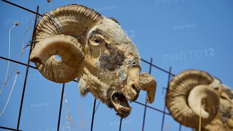 Skull of a ram on a fence, with weathered horns and clear sky in the background, Amari Basin, Central Crete, Greek Islands, Greece