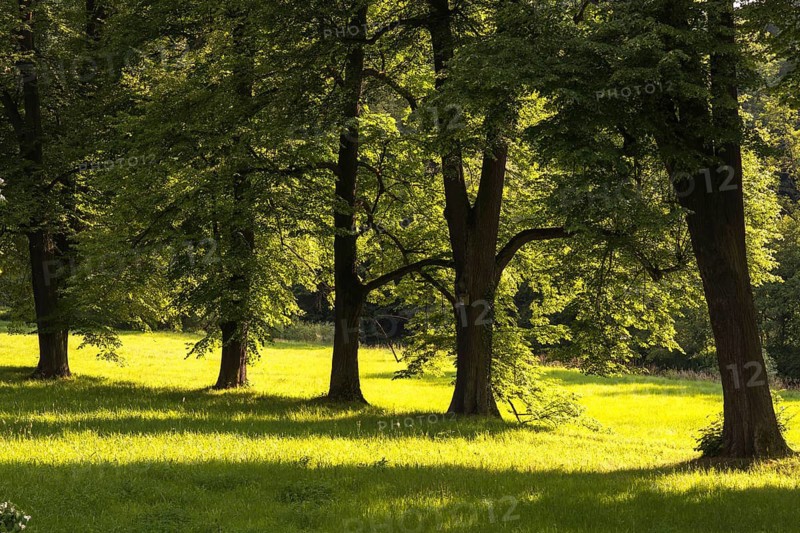 Elsteral, Germany, Greiz, Greizer Park, Thuringia, Thuringia, cultivated landscape, landscape, landscape, Vogtland