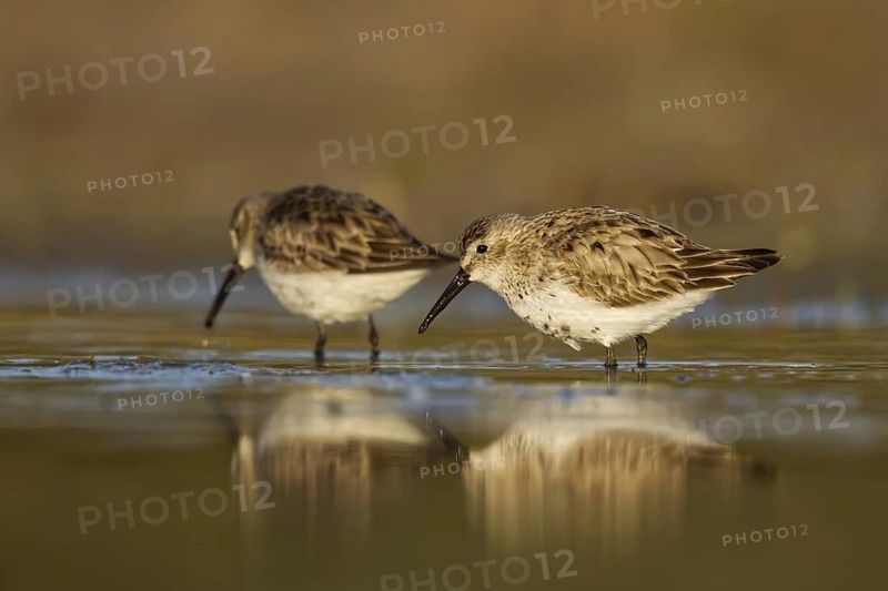 Dunlin (Calidris alpina) foraging, North Rhine-Westphalia, Germany