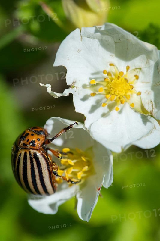 Leaf beetle, chrysomelidae, Colorado beetle, Colorado potato beetle, potato beetle, leptinotarsa decemlineata, beetle, coleoptera, high size, portrait format, insects, beetles, potato bug, ten-lined potato beetle, ten-striped spearman
