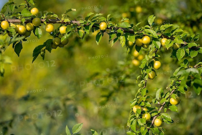 Cherry plum, Prunus cerasifera, rosaceae, rose family, flora, plants