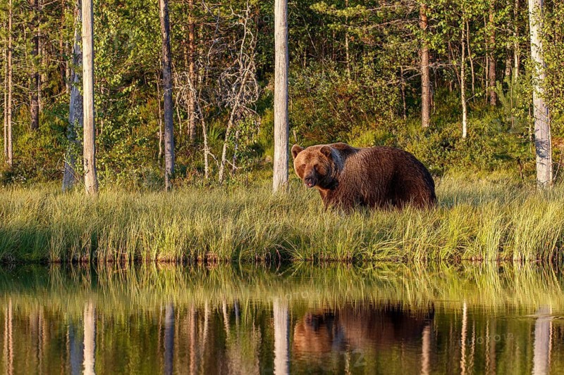 Brown Bear (Ursus arctos), on forest, Kainuu, Finland