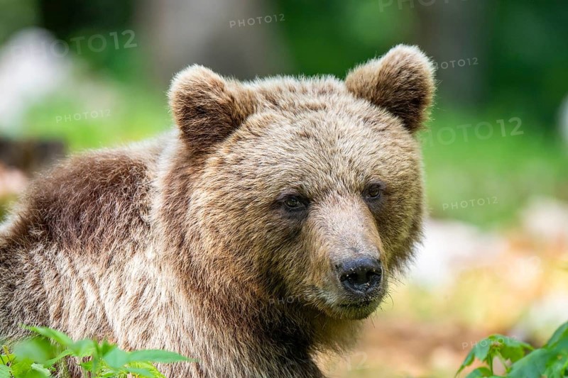 European brown bear (Ursus arctos arctos), portrait, Notranjska region, Slovenia