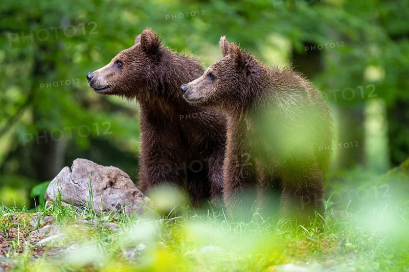 European brown bear (Ursus arctos arctos), two cubs in the forest, Notranjska region, Slovenia