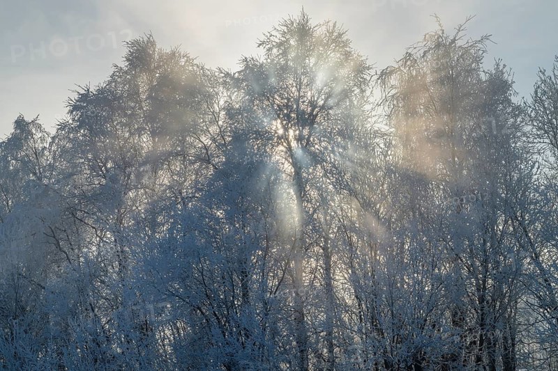 Sun rays fall through frosted birch trees, Alvdal, Hedmark, Innlandet, Norway, February 2026