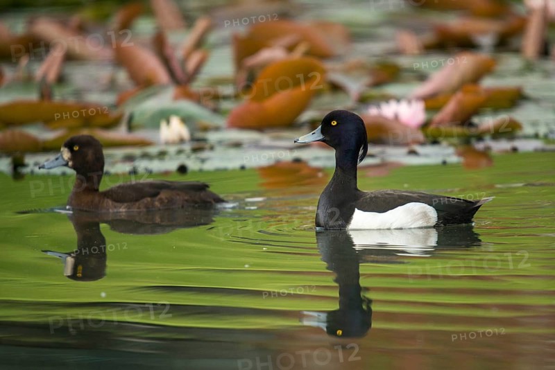 Aythya fuligula, heron duck, tufted duck, anatidae, birds, ducks, ducks, duckbirds, female, male, male, birds, waterbirds, waterbirds, female