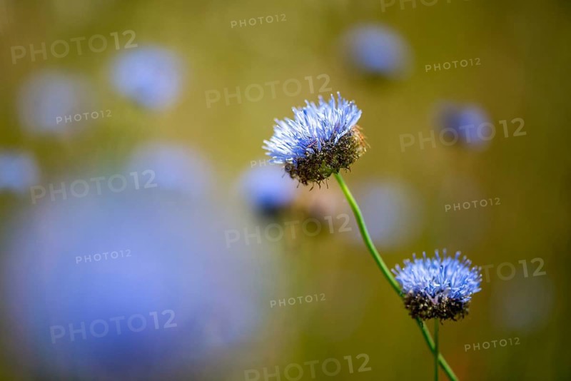 Mountain sandrapunzel, mountain clove, mountain sandbell, campanulaceae, bellflower plant, jasione montana, sand knobs, sheep scabiosis, blue bonnets, blue buttons, blue daisy, flora, iron flower, plants, sheep's-bit