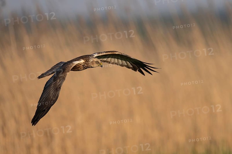 Marsh harrier (Circus aeruginosus), Texel, Netherlands