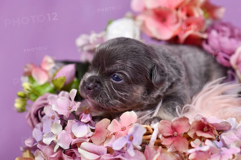 Cute three week old tan colored French Bulldog puppy surrounded by pink and violet flowers