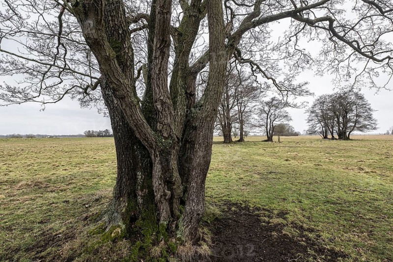 Old alders (Alnus glutinosa) in meadow landscape, Lower Saxony, Germany