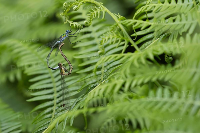 Emerald damselfly (Lestes sponsa) adult male and female insects mating on a bracken leaf in summer, RSPB Minsmere nature reserve, Suffolk, England, United Kingdom