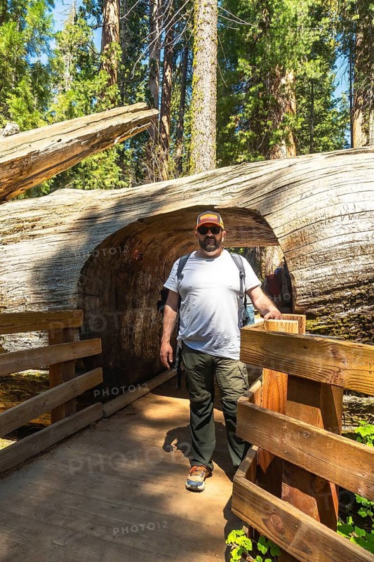 Tourist walking through a carved giant sequoia log on a wooden pathway, experiencing the immense scale of the ancient trees in a california national park
