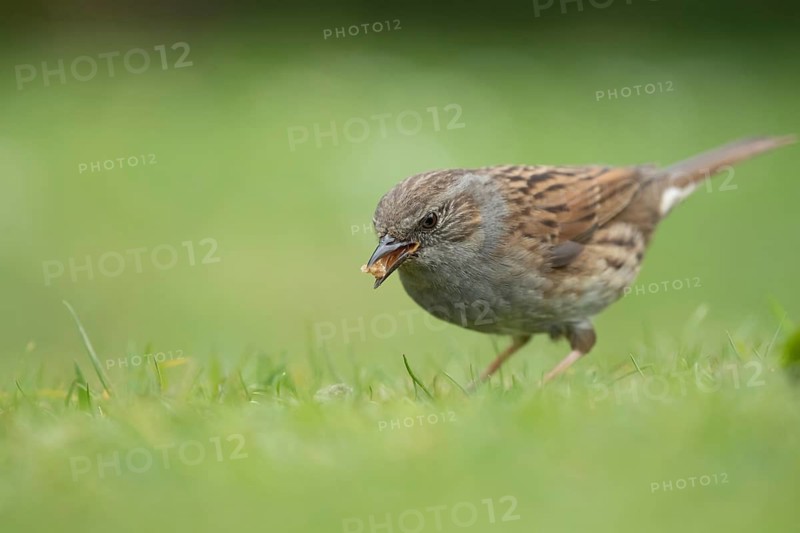 Dunnock or Hedge sparrow (Prunella modularis) adult garden bird feeding on a grass lawn, Suffolk, England, United Kingdom