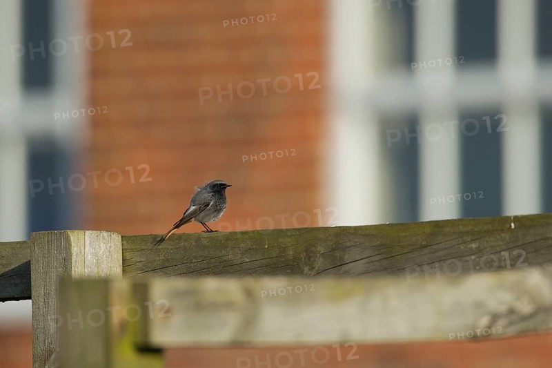 Black redstart (Phoenicurus ochruros) adult male bird on a fence, England, United Kingdom
