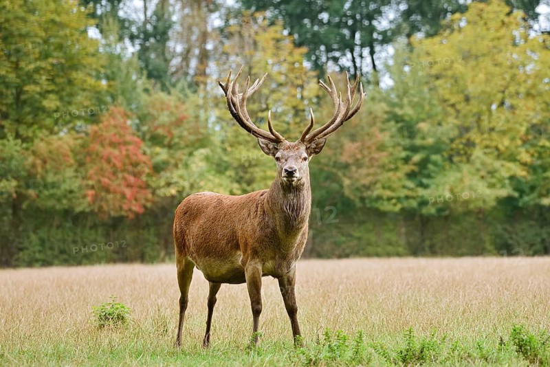 Red deer (Cervus elaphus), a stag standing in a meadow in autumn, North Rhine-Westphalia, Germany