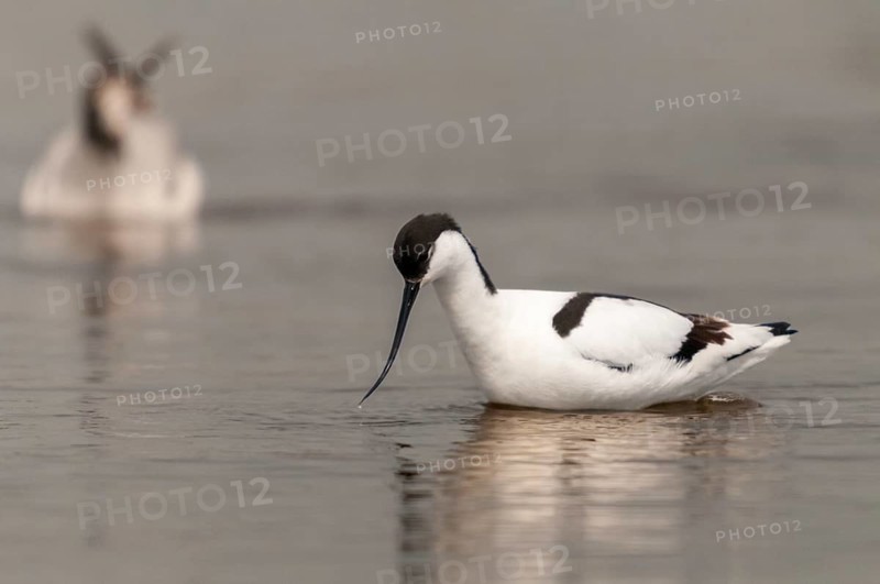 Avocet, Recurvirostra avosetta, saber beaks, birds, charadriiformes, limikolen, birds, waders, waterbirds, waders