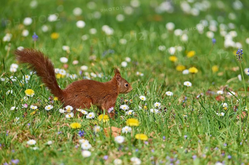 A small squirrel runs through a meadow covered with colourful flowers, Eurasian red squirrel (Sciurus vulgaris), spring, Baden- Würrtemberg, Germany