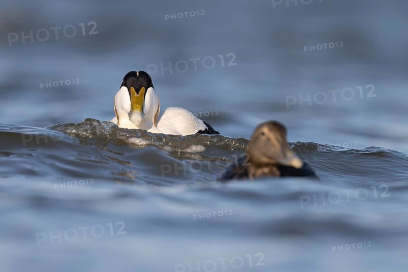 Eider duck (Somateria mollissima), Texel, Netherlands