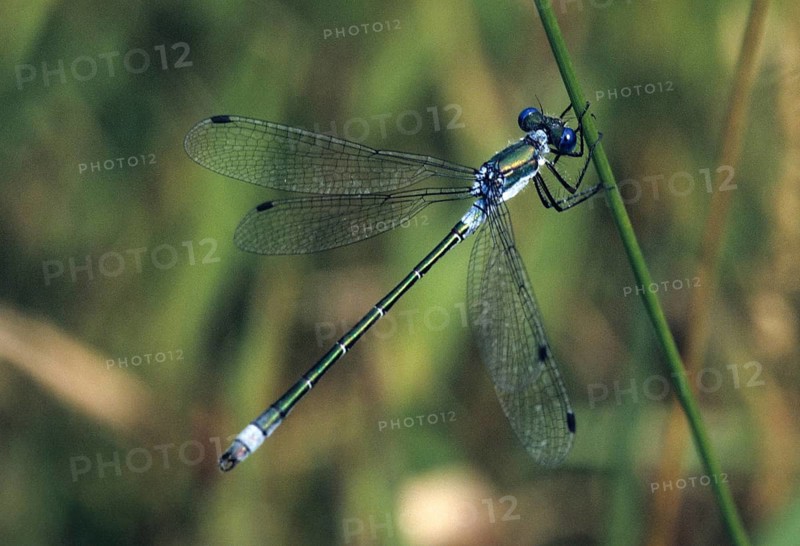 Shiny ruismaid, lestes dryas, robust spreadwing, scarce emerald damselfly, damselflies, dragonflies, insects, leo, dragonflies, male, odonata, zygoptera