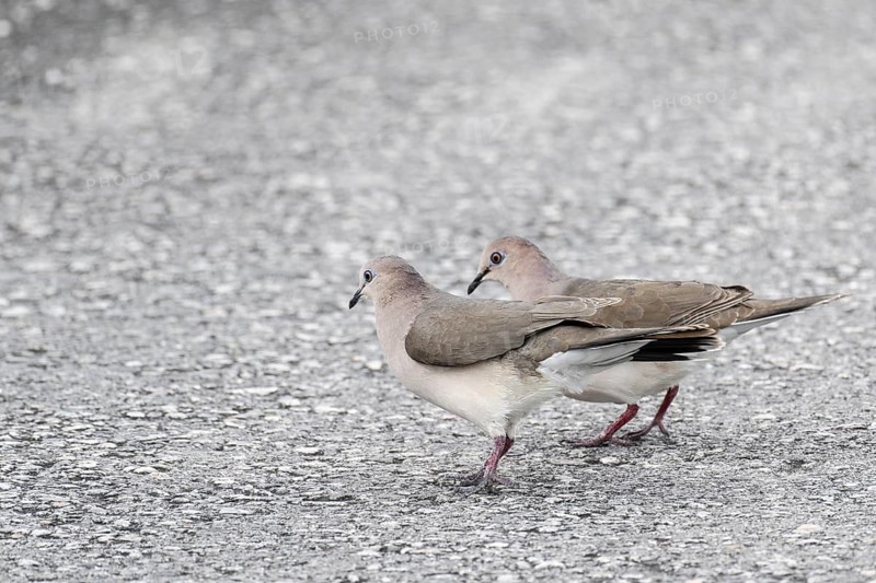 White-fronted pigeons (Henicophaps albifrons), Curacao