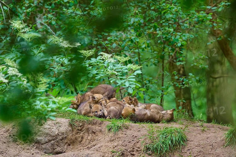A group of wolf cubs are resting in the countryside, surrounded by woodland vegetation, wolf (Canis lupus), Germany