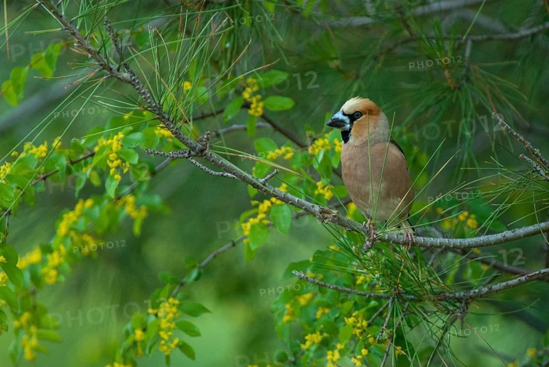 Coccothraustes Coccothraustes, Hawfinch, Songbirds, Birds, Bulgaria, Passeri, Songbirds, Birds