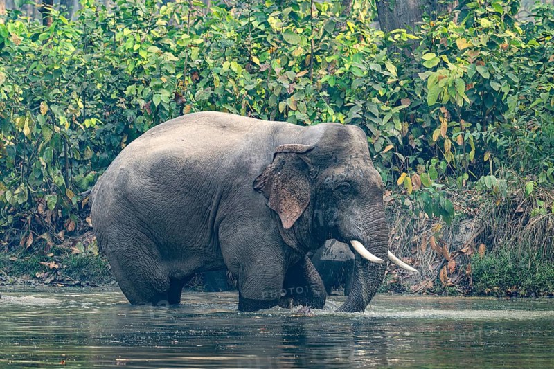 Bull elephant at watering hole, Asian elephant, Elephas maximus, Bardia National Park, jungle, jungle, Nepal