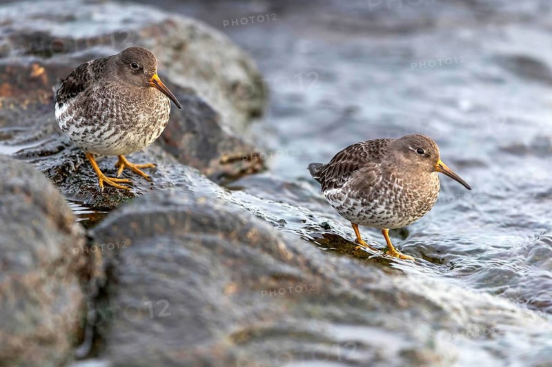 MeerstrandlÃ¤ufer
