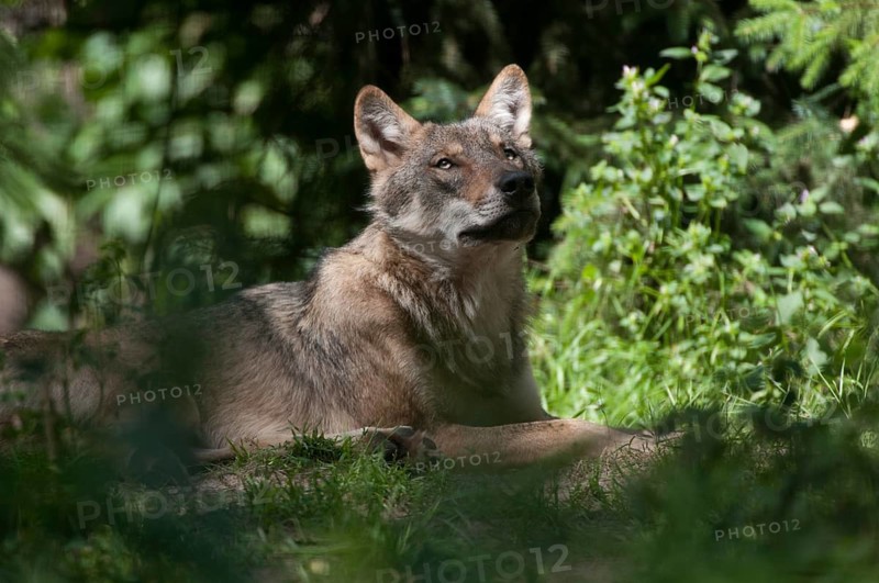 Canis lupus, carnivora, predators, wolves, mammals, raptors, mammals