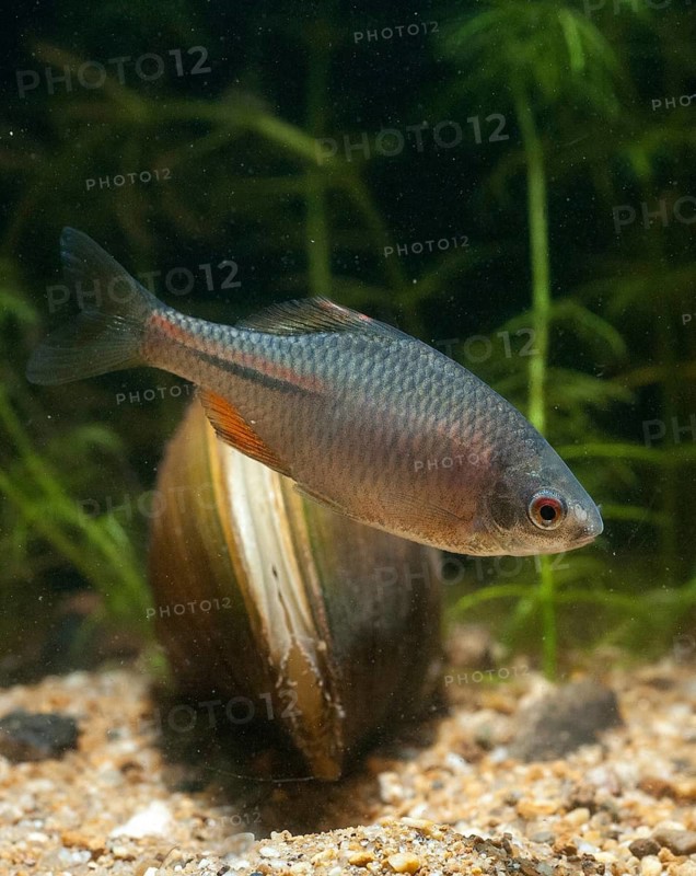 Anodonta cygnea, bitterling, duck mussel, common pond mussel, Rhodeus amarus, Rhodeus sericeus amarus, swan mussel, pond mussel, fish, fishes, river mussel, mussels, pisces, pond mussels