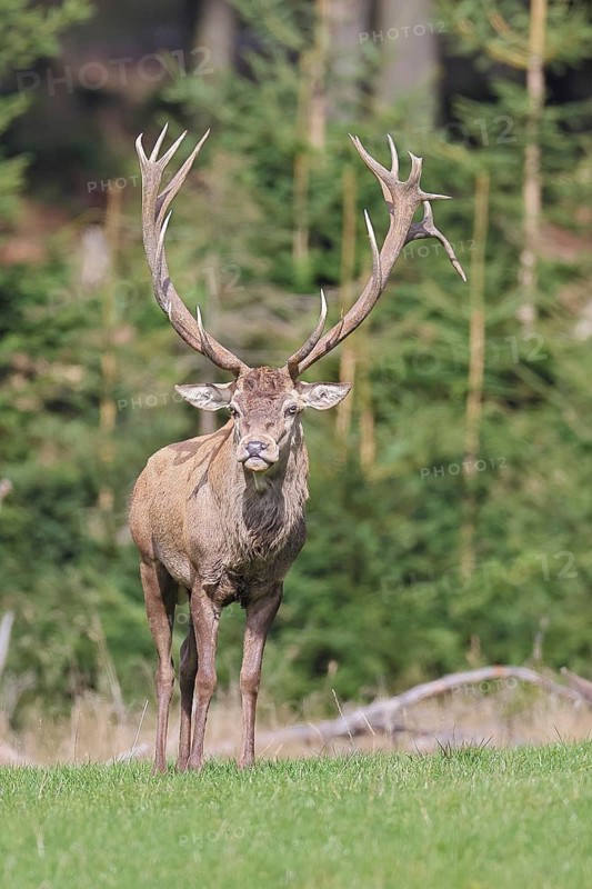 Red deer (Cervus elaphus) during the rutting season, a magnificent stag in a forest clearing, wildlife, autumn, Sauerland, North Rhine-Westphalia, Germany