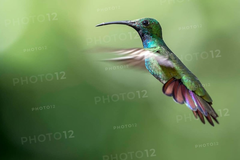 Green-breasted Mango (Anthracothorax prevostii) male flying, Peten, Guatemala