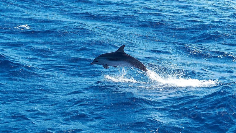 A dolphin (Delphinidae) leaps into the air from the blue ocean, whale watching boat tour, whale watching, whales, dolphins, west coast, Tenerife, Canary Islands, Spain