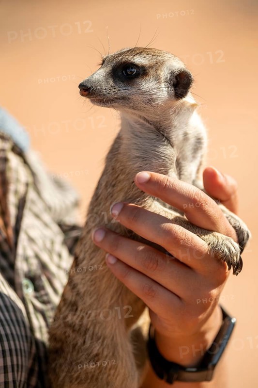 Woman holding a meerkat (Suricatta suricata) in her hands, meerkat breeding centre, Northern Cape, South Africa