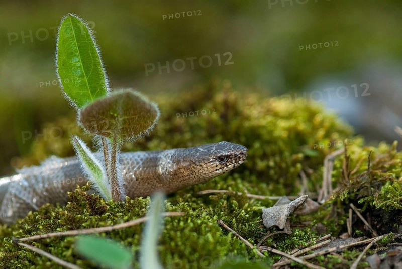 Anguis fragilis, slow worm, western slow worm, blindworm, critters, deaf adder, lizards, hazelworm, molting, reptiles, leo, lizards, long-cripple, reptilia, reptiles, slowworm