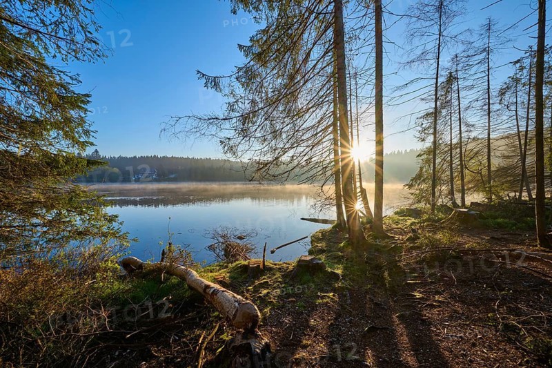 View of a quiet lake at sunrise, surrounded by tall pine trees as the sun shines through the branches, Windgfällweiher, Lenzkirch, Black Forest, Breisgau Hochschwarzwald, Baden-Württemberg, Germany