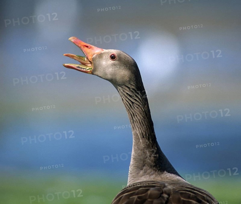 Anser Anser, Greylag or Graylag Goose, Grelag Goose, Anatidae, Birds, Duckbirds, Goose, Geese, Leo, Birds, Waterbirds