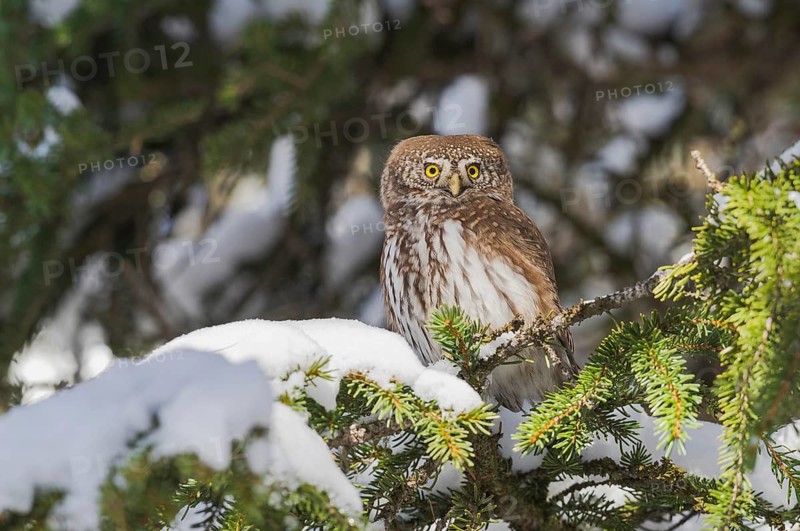 Eurasian Pygmy Owl (Glaucidium passerinum) perched on a snowy branch, Aosta Valley, Italy