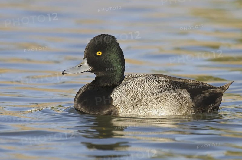 Lesser Scaup (Aythya affinis) male, Arizona, USA