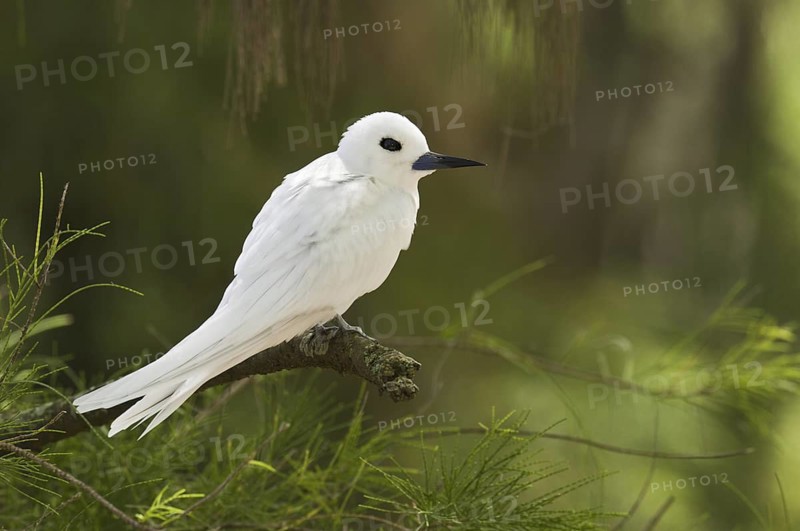 White Tern (Gygis alba), Hawaii, USA