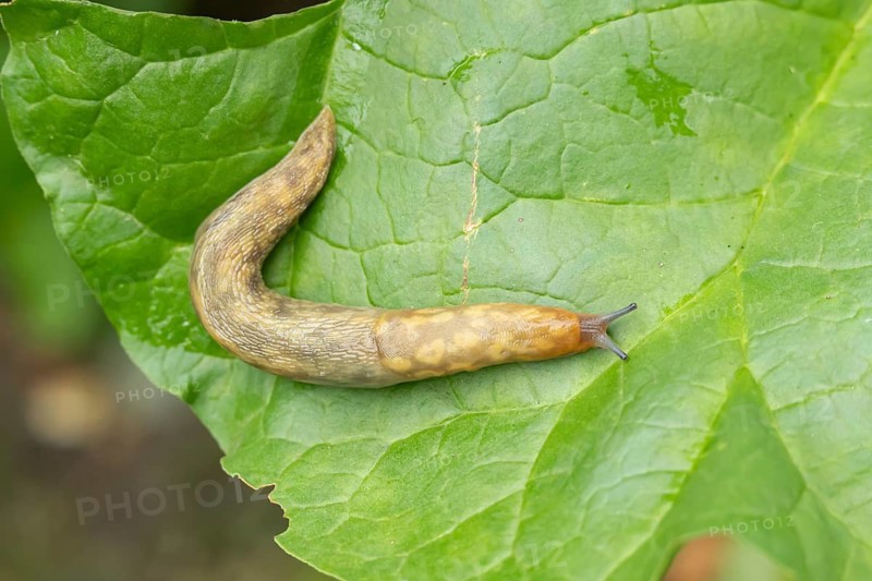 Leopard slug (Limax maximus) adult gastropod molluscs on a garden vegetable plant leaf in summer, England, United Kingdom